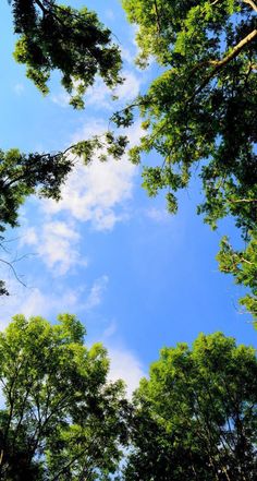 looking up at the tops of trees in a forest with blue sky and white clouds