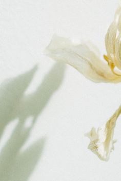 the shadow of a flower on a white wall