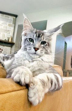 a cat sitting on top of a couch in a living room