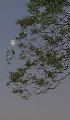 the full moon is seen through the branches of a tree