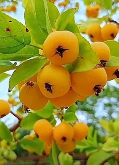 some yellow berries hanging from a tree with green leaves