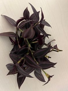 some purple leaves on a white surface