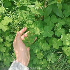 a person's hand reaching up towards some green leafy plants in the grass