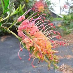 an orange and pink flower is in the foreground, next to a road sign that says new product