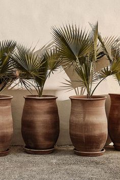 four clay pots with palm trees in them