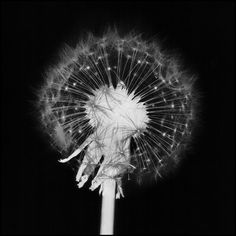 a black and white photo of a dandelion in the dark with lightening