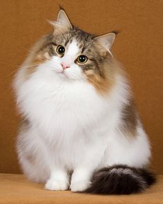 a white and brown cat sitting on top of a table