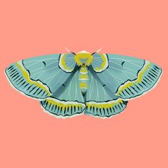 a blue and yellow moth on a pink background with an orange backround to the left