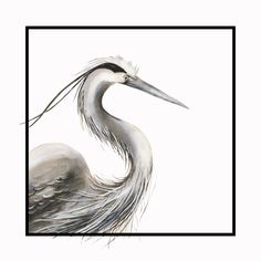 This framed poster features a stunning watercolor painting of a great blue heron (Ardea herodias) by artist Gina Mikel. The monochromatic black and white design gives off a peaceful and elegant vibe, making it a perfect addition to any nature lover's home decor. Ideal for bird enthusiasts and wildlife aficionados, this poster is perfect for gifting on occasions like birthdays, Christmas, or housewarmings. 🌿 Welcome to Gopherpop! 🌊 At Gopherpop, we are a passionate duo of artists based in the U Black White Wall Decor, Bird Portrait, Monochromatic Decor, Wildlife Painting, Great Blue Heron, White Wall Decor, Wildlife Paintings, Bird Watcher, Blue Heron