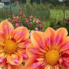 two orange and pink flowers in a garden