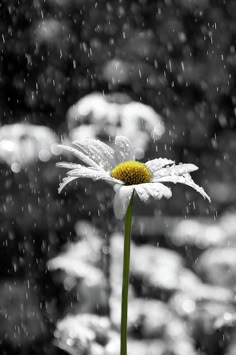 a white flower sitting on top of a lush green field under a rain soaked sky