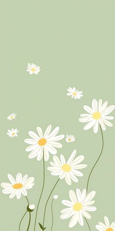 white daisies on a green background with yellow centers