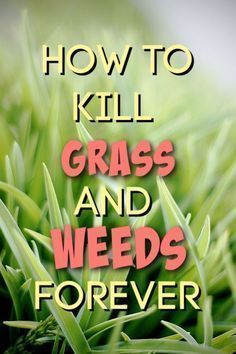 grass with the words how to kill grass and weeds forever