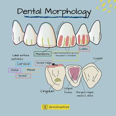 Anatomy Dental, Dental Notes, Dental Hygiene Graduation, Neck Anatomy, Dentist Assistant, Dental Quotes, Dental Photos, Dental Assisting