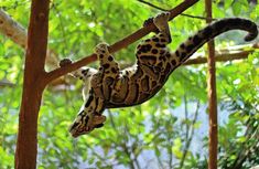 a spotted gecko climbing on a tree branch in the jungle with green foliage behind it