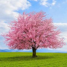 a pink tree in the middle of a green field