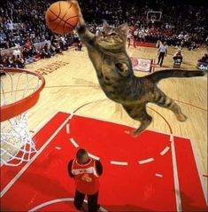 a cat jumping up into the air to catch a basketball