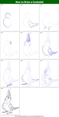 how to draw a cockatoo step - by - step instructions for children and adults