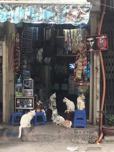 there are many dogs sitting in front of the store and one dog is standing up