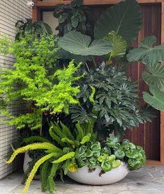 several different types of plants in white pots