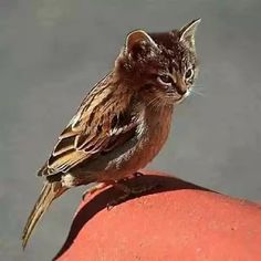 a small brown and white cat sitting on top of a red brick wall next to a bird