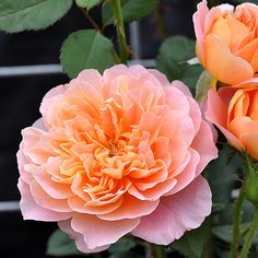 two pink roses with green leaves in the background