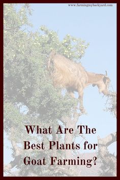 a goat that is standing on top of a tree with the words what are the best plants for goat farming?