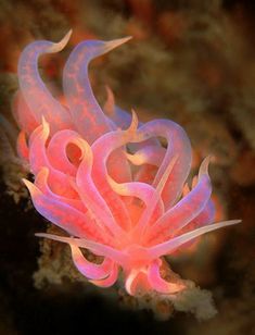 a pink and white sea anemone on a coral