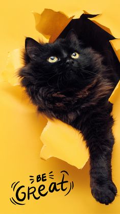 a black cat laying on top of a yellow wall with torn up pieces of paper