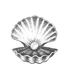 an ink drawing of a scallop shell