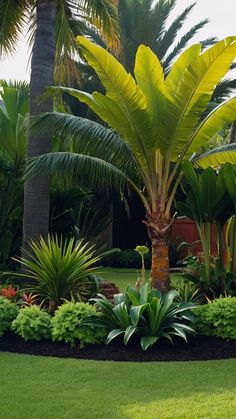 a large palm tree surrounded by lush green plants