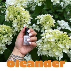 Oleander - so angelic, so ethereal, and so so cardiac arrest-y. . . . . #nailpolish #nontoxic #vegan #crueltyfreebeauty #vegannailpolish #11free #indienailpolish #nontoxicnailpolish #nailpolishaddict #nailpolishlovers #smallbusiness #oleander #oleanderpoisoning #prettybutscary Nontoxic Nail Polish, White Oleander, Cruelty Free Nail Polish, Ten Nails, Vegan Nail Polish, Indie Nail Polish, Cruelty Free Beauty, An Angel, Cream White