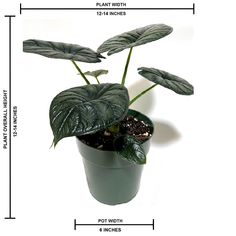 a potted plant is shown with measurements