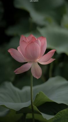 a pink lotus flower with green leaves in the background