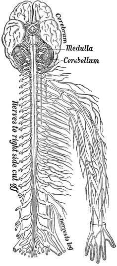 the nervous system is shown in black and white