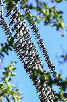 a bunch of birds sitting on top of a tree with lots of spikes in it