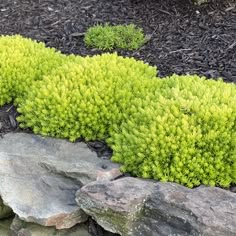 green plants growing out of the ground next to some rocks and mulchy grass