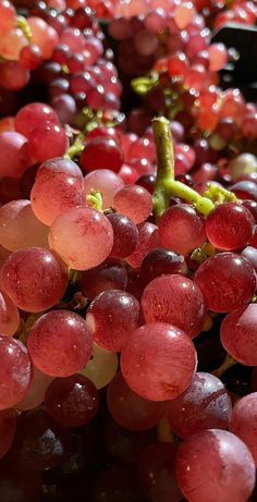 the grapes are ready to be picked