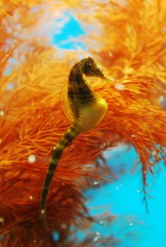 a seahorse is swimming in the water next to some orange algae and corals