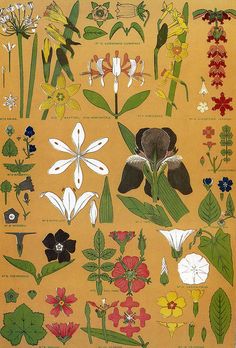 an illustration of various flowers and leaves on a yellow background