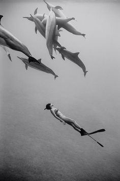 two people are swimming in the water with dolphins and sharks above them, one man is diving