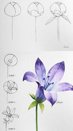 an image of flowers in different stages of blooming from the beginning to the end