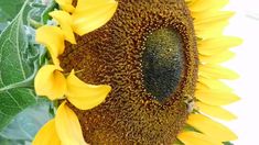 a large sunflower with lots of green leaves on it's back side and yellow flowers in the background