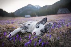 a white and gray dog laying on top of a grass covered field next to purple flowers