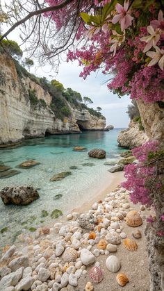 seashells on the beach with pink flowers and cliffs in the background