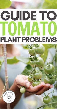 the guide to tomato plant problems is shown with text overlay that reads, guide to tomato plant problems