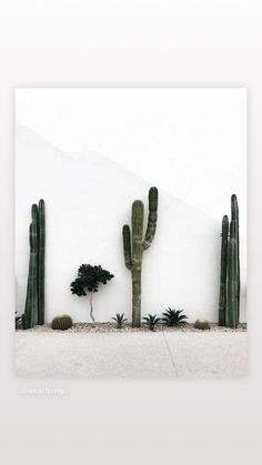 a cactus and some cacti in front of a white wall