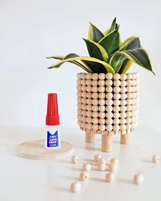 a potted plant sitting on top of a white table next to some small beads