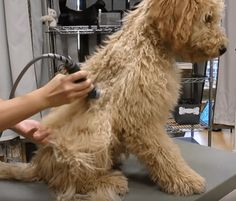 a person grooming a dog with a hair dryer