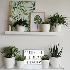 there are many plants on the shelves in this room, and one is white with black lettering that says green is the new black